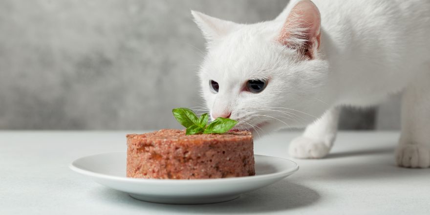 Co powinna zawierać karma dla kota