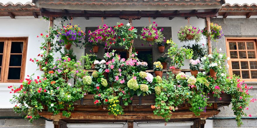 Jakie kwiaty na balkon wybrać